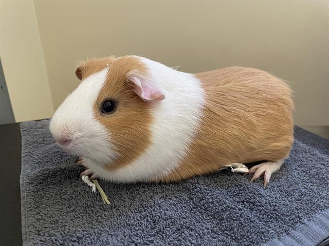 adoptable Guinea Pig in Pasadena, CA named BISCUIT