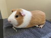 adoptable Guinea Pig in Pasadena, CA named BISCUIT