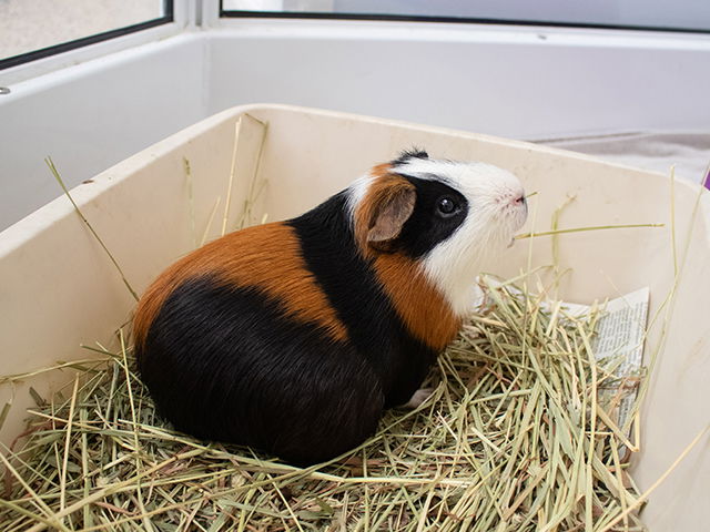 adoptable Guinea Pig in Pasadena, CA named SMORES