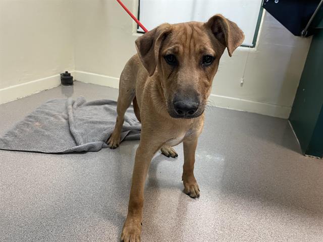 adoptable Dog in Pasadena, CA named JAM