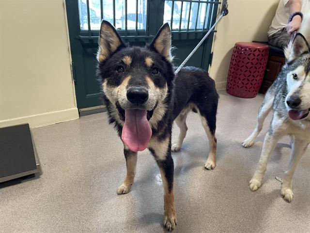 adoptable Dog in Pasadena, CA named SHADOW