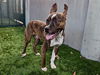 adoptable Dog in Pasadena, CA named AANG