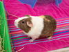 adoptable Guinea Pig in Pasadena, CA named TOO