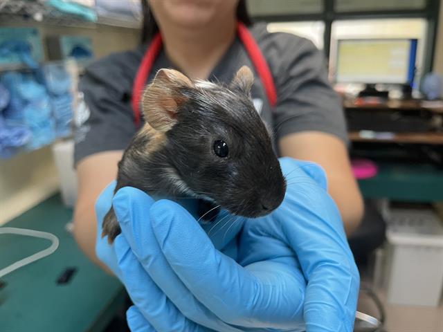 adoptable Guinea Pig in Pasadena, CA named BOO