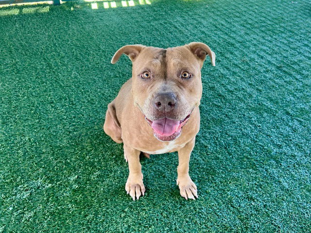 adoptable Dog in Pasadena, CA named CHEWIE