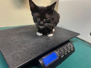 adoptable Cat in Pasadena, CA named LANCELOT