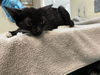 adoptable Cat in Pasadena, CA named GERAINT