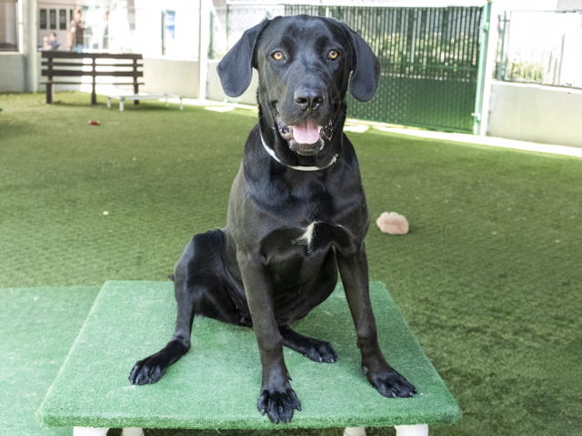 adoptable Dog in Pasadena, CA named SUZIE