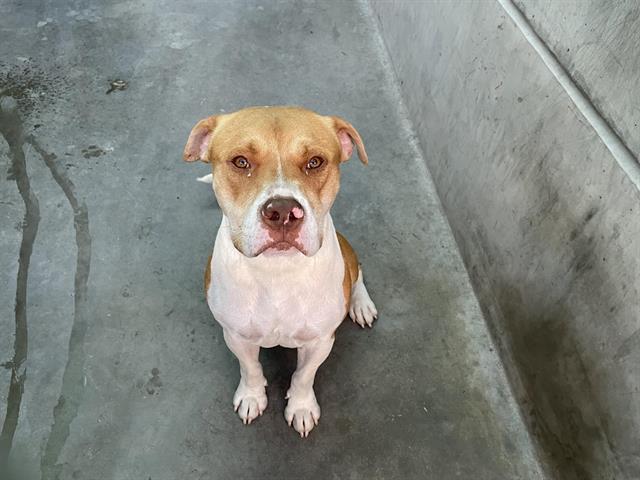 adoptable Dog in Pasadena, CA named SONNY