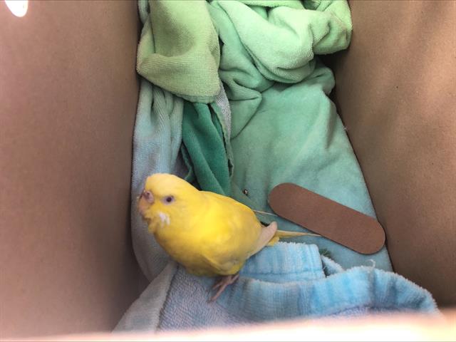 adoptable Bird in Pasadena, CA named TWEETY