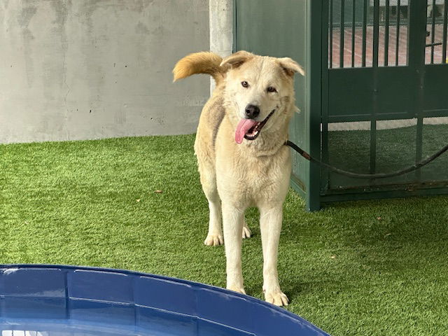 adoptable Dog in Pasadena, CA named CASPER