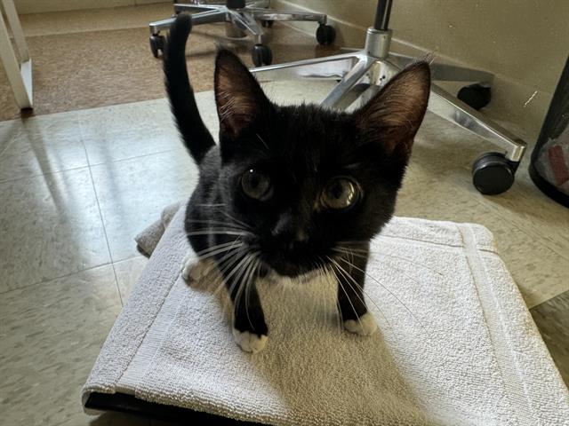 adoptable Cat in Pasadena, CA named MAISIE