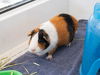 adoptable Guinea Pig in Pasadena, CA named VAN GOGH