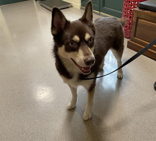 adoptable Dog in Pasadena, CA named APOLLO