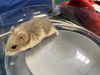 adoptable Hamster in  named JEAN GREY