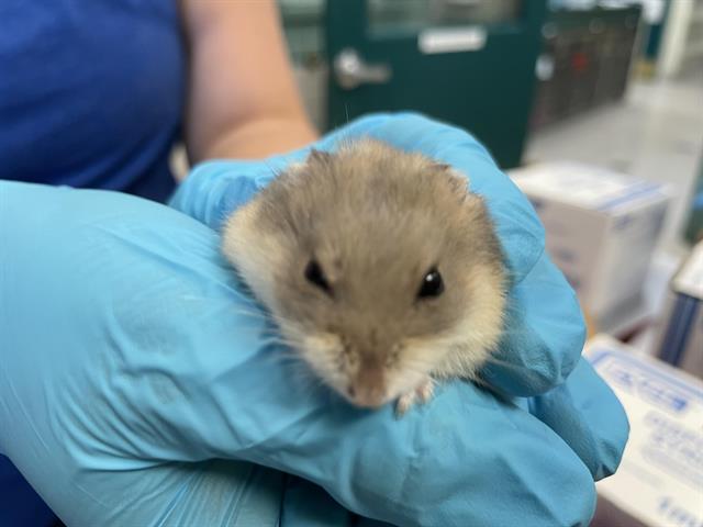 adoptable Hamster in Pasadena, CA named JESSICA JONES