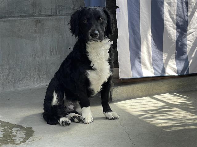 adoptable Dog in Pasadena, CA named A517269