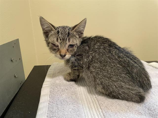 adoptable Cat in Pasadena, CA named HAROLD