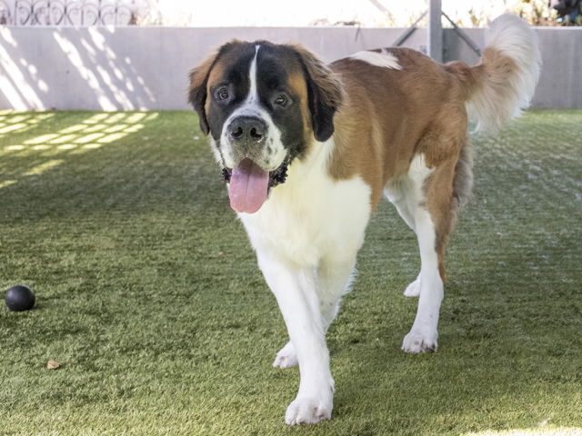 adoptable Dog in Pasadena, CA named BEETHOVEN