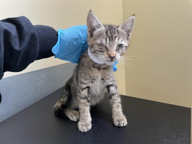 adoptable Cat in Pasadena, CA named BARBARA