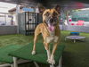 adoptable Dog in Pasadena, CA named LOBO