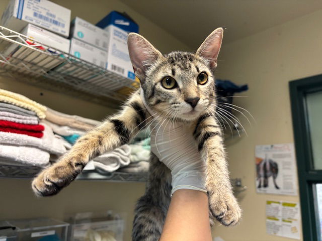 adoptable Cat in Pasadena, CA named A517302