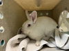 adoptable Rabbit in  named LOLO