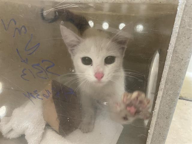 adoptable Cat in Pasadena, CA named A517321