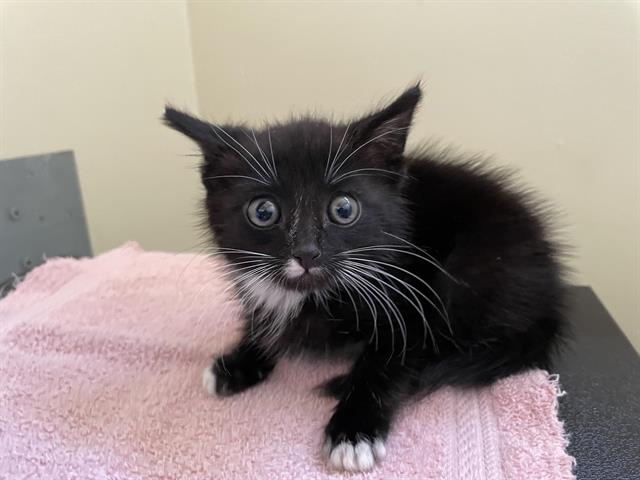 adoptable Cat in Pasadena, CA named OWLIE