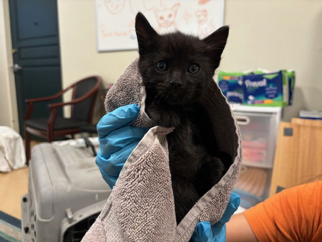 adoptable Cat in Pasadena, CA named CAPTAIN SUSHI