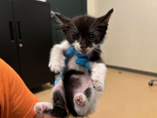 adoptable Cat in Pasadena, CA named TIKKA MEOWSALA