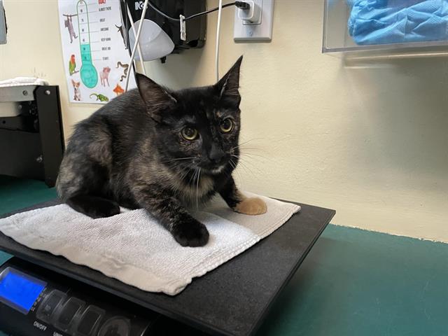 adoptable Cat in Pasadena, CA named TIFFANI