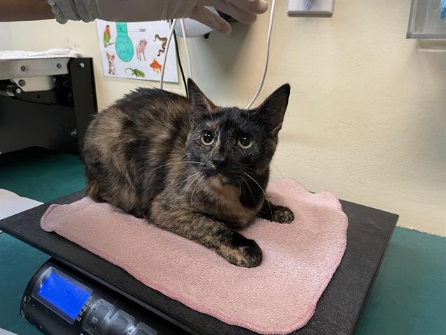 adoptable Cat in Pasadena, CA named PEANUT