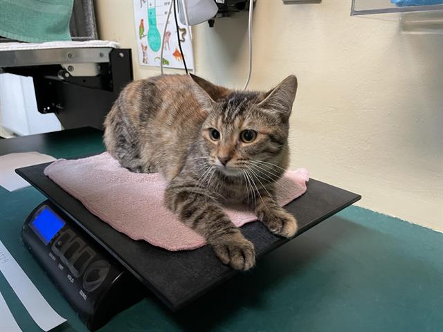 adoptable Cat in Pasadena, CA named MAPLE