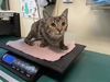 adoptable Cat in Pasadena, CA named PUMPKIN