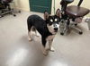 adoptable Dog in , CA named A517331