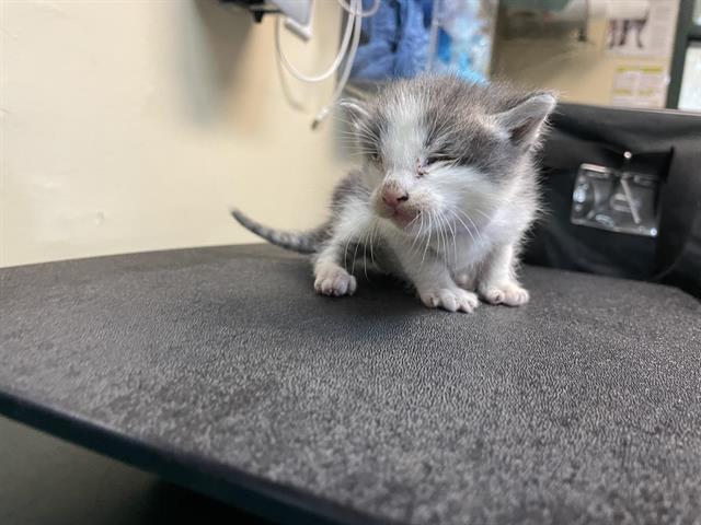 adoptable Cat in Pasadena, CA named A516444