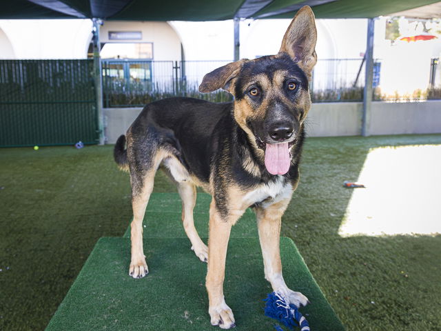 adoptable Dog in Pasadena, CA named GIOVANNI