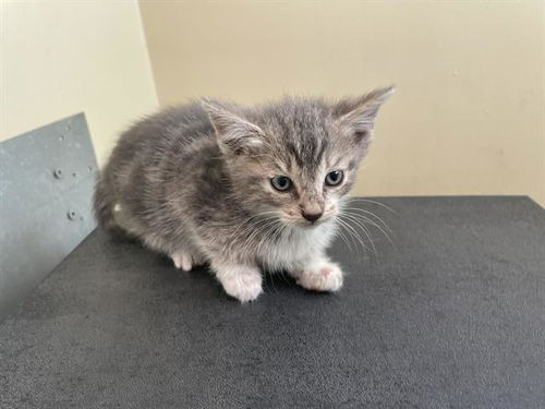 picture of the cat needing adoption