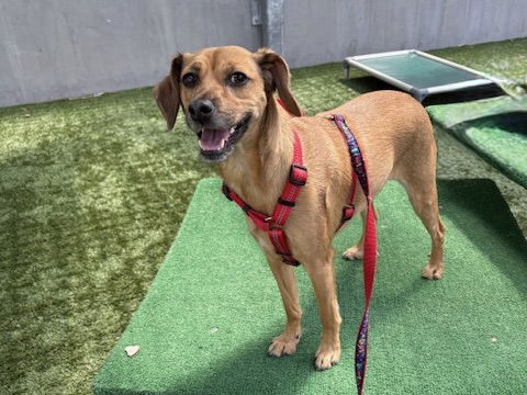 picture of the dog needing adoption