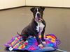 adoptable Dog in pasadena, CA named BILLIA