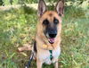 adoptable Dog in  named NILA