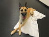 adoptable Dog in pasadena, CA named WILE