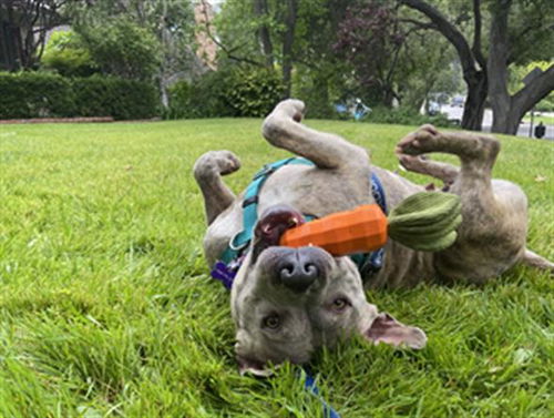 picture of the dog needing adoption
