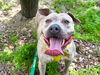 adoptable Dog in pasadena, CA named CONFETTI