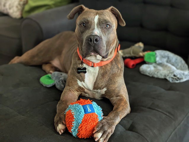 adoptable Dog in Pasadena, CA named DAME