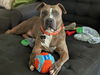 adoptable Dog in pasadena, CA named DAME