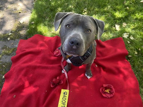 picture of the dog needing adoption