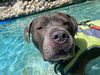adoptable Dog in pasadena, CA named MONEY