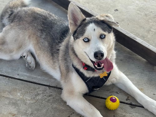 picture of the dog needing adoption